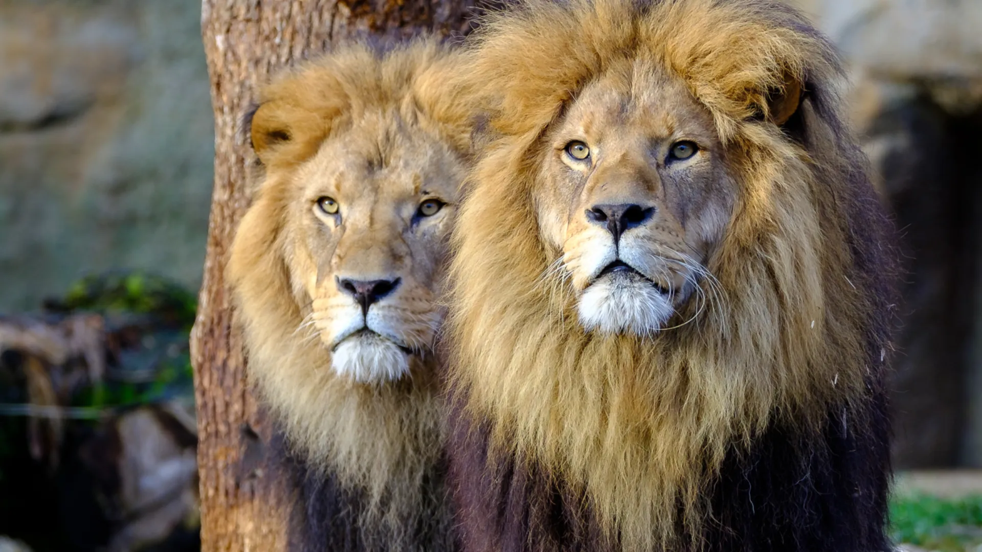 Tierpark Hellabrunn