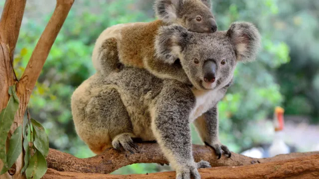 Imagebild/ Koala mit Baby
